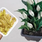 Don’t throw it away anymore, you will be shocked when you see all the benefits for the plants