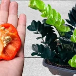 Don’t throw it away, it’s worth gold to plants: you’ll see how they will grow visibly