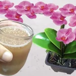 Flowering and plant growth guaranteed with 1 glass of this natural liquid