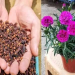 Fragrance Your Home Naturally: A Guide to Growing Cloves from Seeds