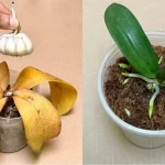 Garlic Revives All Rotten Orchids in This Simple Way