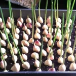 Garlic, with this method you multiply it infinitely: gardeners do it