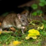 Here’s THE thing that attracts rats in droves to the garden (and it’s not food)