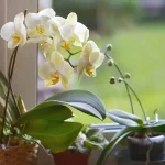 How to save a dying orchid? She can be brought back to life in 5 minutes