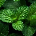 I no longer buy mint: I grow it like this on the balcony and it is very fragrant