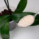 If you want your orchid to bloom continuously, you need to do this every morning.