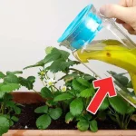If you water your house plants with this they will be 10 times more lush than now