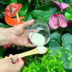 Indoor plants, how to get rid of insects: with a handful they will all disappear