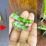 Knowing this secret will make millions of orchids grow in your garden