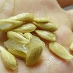 Lemon seeds, stop throwing them in the bucket: you have no idea of ​​the amount of benefits they hide