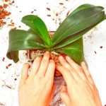 My 7 Secrets to Making an Orchid Rebloom Every Time