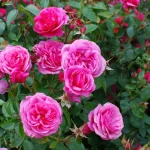 My roses flourish throughout the summer, and I nourish them with natural fertilizer each spring. They remain untroubled by aphids and other pests.