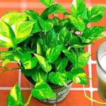 Natural fertilizer that makes all plants grow: you can find it directly in the kitchen