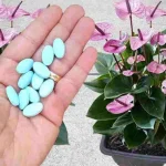 One pill on your plants and after 10 days you will immediately see the incredible result