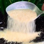 Orchid, spectacular flowering: just one teaspoon of this ingredient is enough