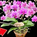 Orchids, how to make 100 flowers bloom at the same time: never had it like this