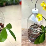Orchids, only if you plant them like this they grow quickly and don’t rot