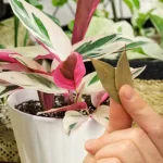 Place 3 bay leaves in the plants you have in your vegetable garden or garden: the reason revealed