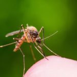 Place it in your home and you will never see flies or mosquitoes again – the natural remedy