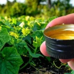 Pour it under the cucumbers and you will never stop picking them – they grow endlessly