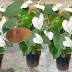 Spread it on the plants you have in your home or garden: they will flower for a whole year
