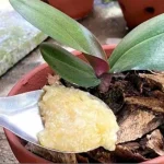 Sprinkle a spoonful on the root and the orchid will grow without stopping for a moment