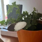 Super strong organic fertilizer, will keep all your plants healthy for 12 months