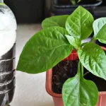 The Ultimate Nutrient-Rich Fertilizer for Tomato and Pepper Seedlings