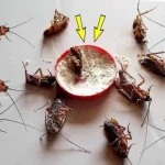 The infallible recipe for eliminating cockroaches and ants from your home in one fell swoop