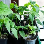The main mistakes that many people make when sowing Peppers that can deprive you of your harvest