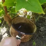 The most effective fertilizer for cucumbers