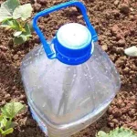 The simplest system for watering cucumbers, tomatoes, zucchini, watermelons and melons