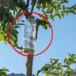 The unexpected reason to hang plastic bottles on trees