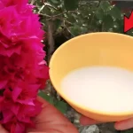 This ingredient is stronger than water, it makes plants grow healthy and lush