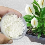 This natural fertilizer will make double the flowers you have in your garden grow